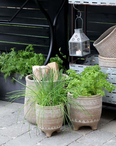 Rustic Terracotta plant pot with white etchings in lifestyle photo