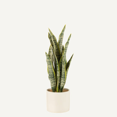 FAUX PLANT IN  MATTE WHITE POT (36cm Tall)