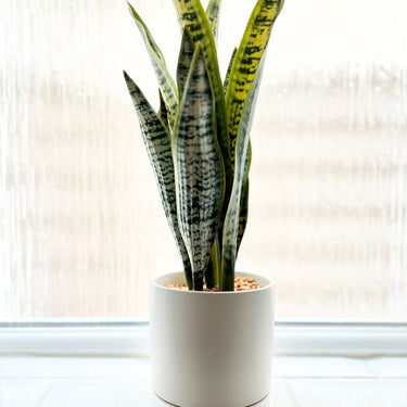 FAUX PLANT IN  MATTE WHITE POT (36cm Tall)